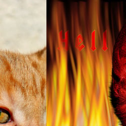Höllen Katze