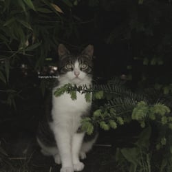 CAT 2014 Foto Übung