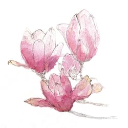 Magnolie
