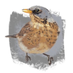Wacholderdrossel || fieldfare