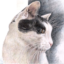 Die Katze