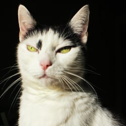 Bastet the Cat 2012 No. 06