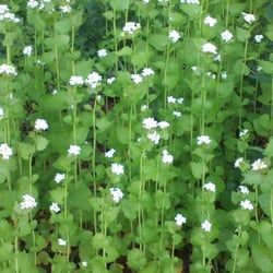 Nature 02