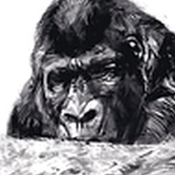 Gorilla (Sachbuch)