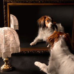 Kooikerhondje
