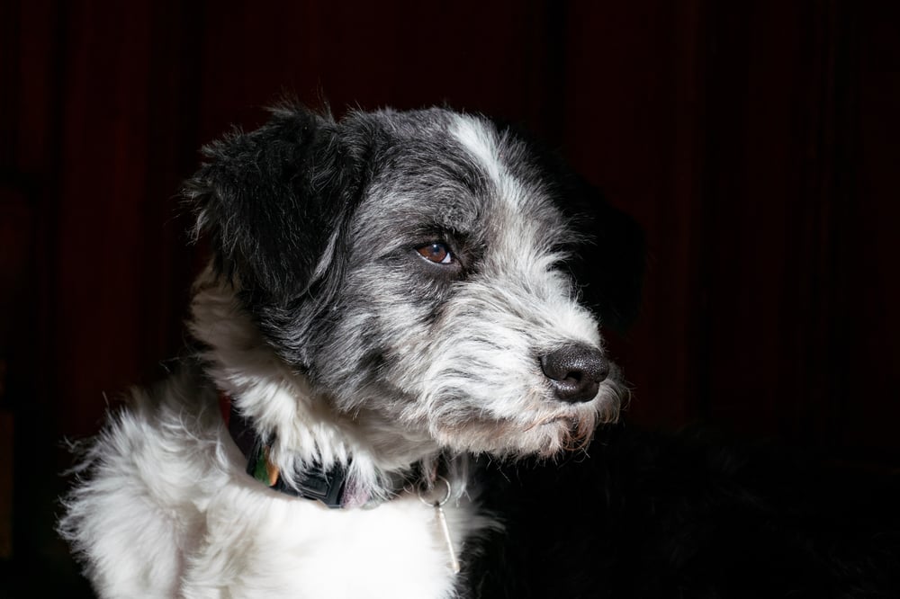 Studio Portrait