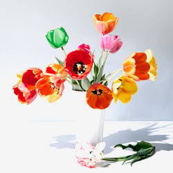 Tulips