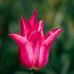 Tulpe