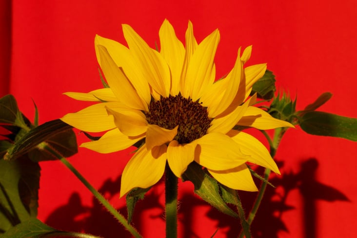 Belle De Année