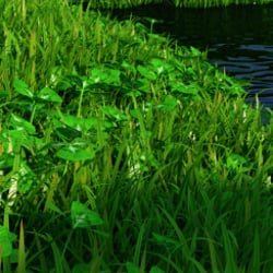 water land