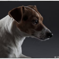 Portrait Portfolio