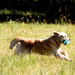 Golden in Action