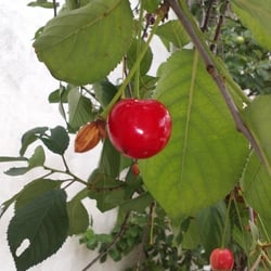 Kirschbaum 12