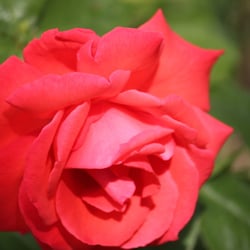 Natur 2012 Blumen Rosen