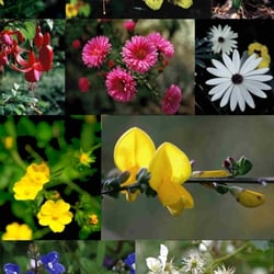 BLUMEN & BLÜTEN I