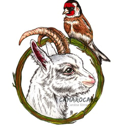 Ziege und Stieglitz – Illustration