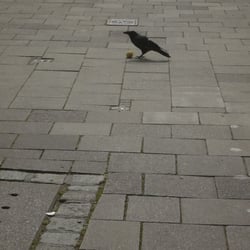 Die Krähe auf dem Gehsteig
