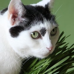 Bastet the Cat 2012 Teil 04