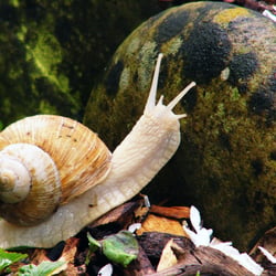 Weinbergschnecke