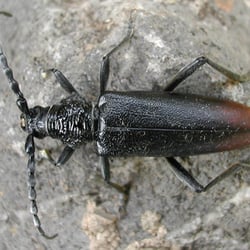 käfer