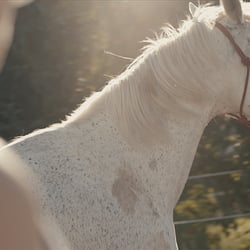 Imagefilm Reitstall