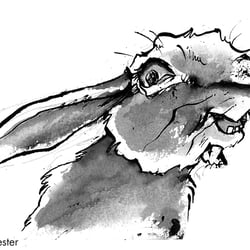 „lachender Hase“(freie Arbeit)