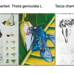 Diplomarbeit zu Thalia geniculata L. + Tacca chantrieri andre  (Format 70 × 100 cm)