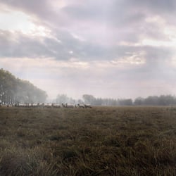 foggy