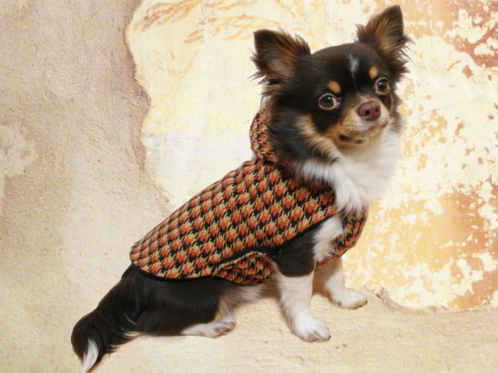 Hundecape WLTT