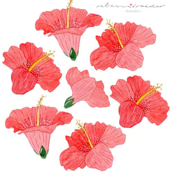 Hibiskus