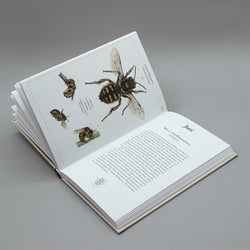 Bienenkalender 2023