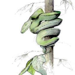 Grüner Python – Aquarell