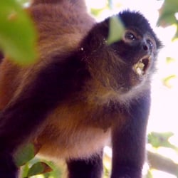 Costa Rica – Wildlife
