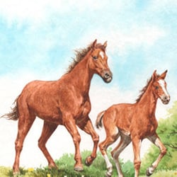 Buchcoverillustration/Pferde