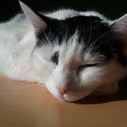 Bastet the Cat 2012 No. 21