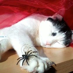 Sleeping Cat..