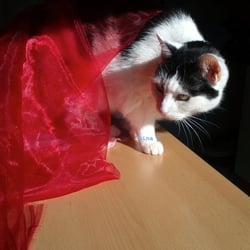 Bastet in Red No 05