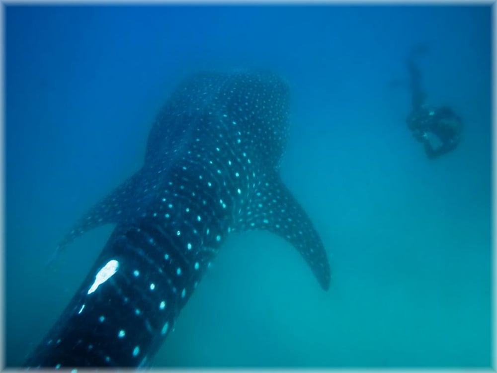 Whaleshark