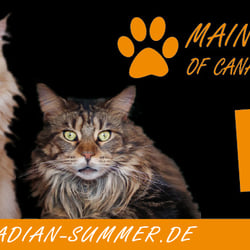 Flyer Maine Coon Züchter
