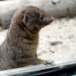 Rodent