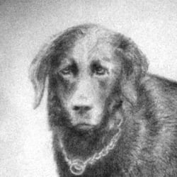 Hund 2010, Bleistift A3 auf Papierkarton, 20€ Verkaufspreis