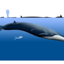 FIN