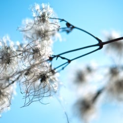just flowers 04