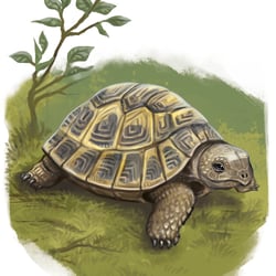 Schildkröte
