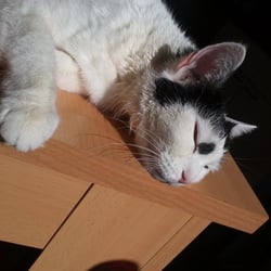 Bastet Experience 06