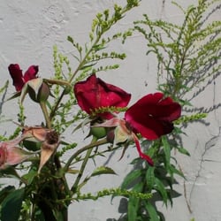 Natur 2012 Blumen Rosen