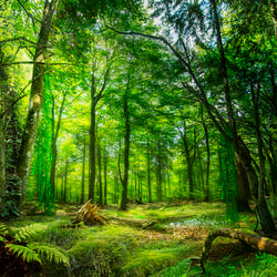 Urwald