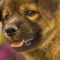 Animal Photography