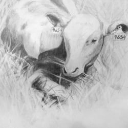 Kalb liegend