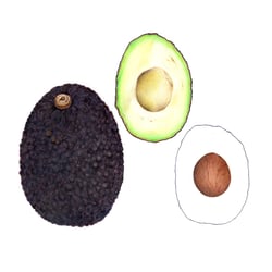 Avocado